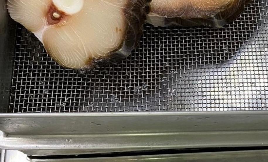 Pescados passam por análise no Laboratório de Cascavel