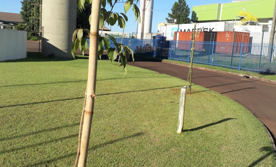 Mudas de árvores foram cedidas pela SEMA